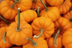 pumpkin-751252_640